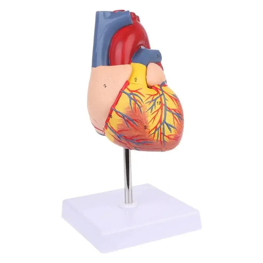 Heart Master Anatomy Model